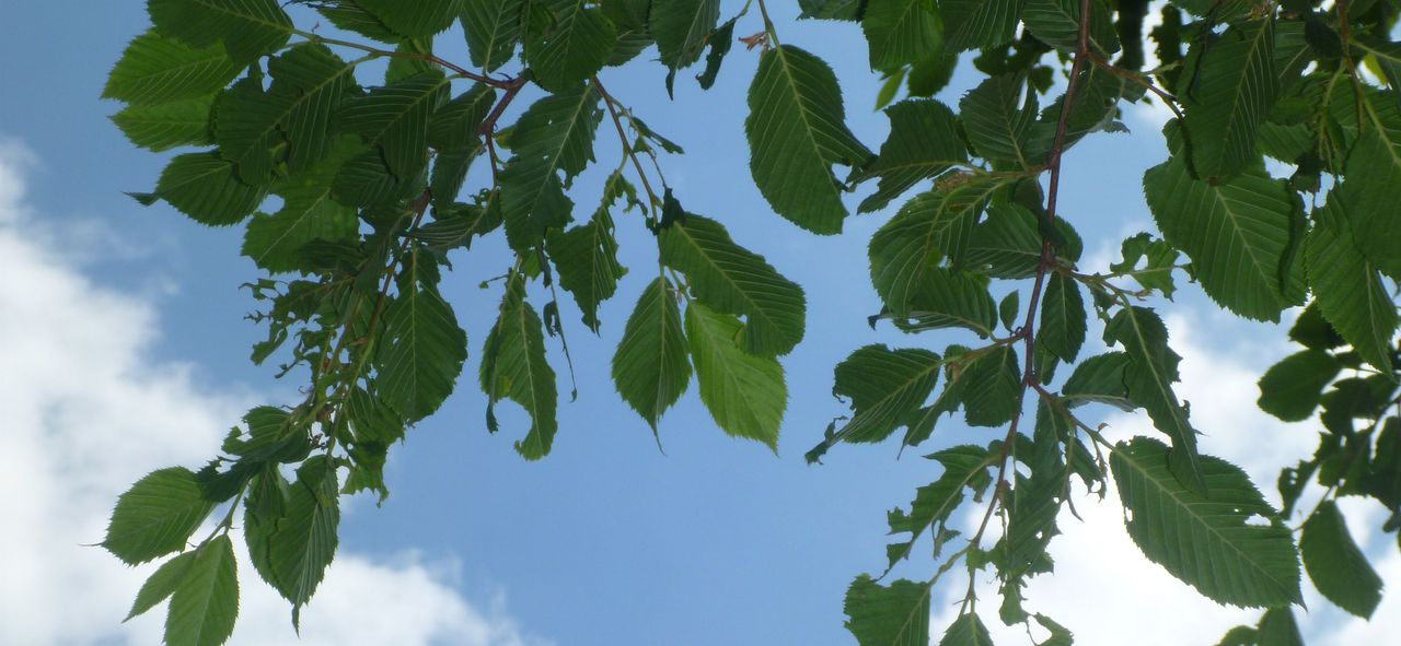 Titelbild von TP5. Blätter eines Laubbaumes mit Frasschäden.
