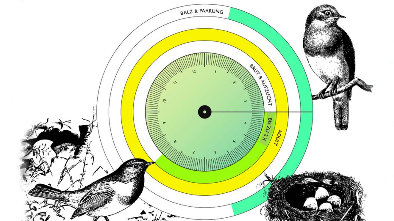 Das Schaubild von TP2 (Anwendung der Methode Animal-Aided Design). Der Lebenszyklus eines Rotkehlchens ist dargestellt. Mehrere Kreise symbolisieren die Jahresmonate und wann Brut & Aufzucht sowie Balz & Paarung erfolgen und wann ein Vogel adult ist. Ebenso sind Zeichnungen zweier Rotkehlchen und ein Nest abgebildet.