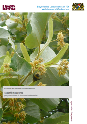 Das Bild zeigt eine Biene an den Blüten einer Linde. Dies stellt das Titelbild der Veröffentlichung "Stadtklimabäume –geeignete Habitate für die urbane Insektenvielfalt?" von Dr. Susanne Böll, Rosa Albrecht und Dr. Dieter Mahsberg der Bayerischen Landesanstalt für Weinbau und Gartenbau dar.