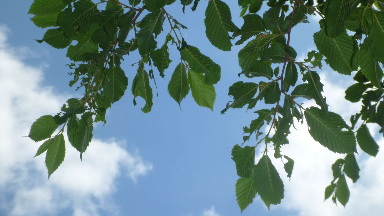 Titelbild von TP5. Blätter eines Laubbaumes mit Frasschäden.