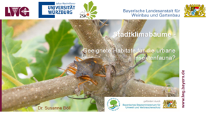 Titelbild der Präsentation von Dr. Susanne Böll zum Thema Stadtklimabäume - Geeignete Habitate für die urbane Insektenfauna? Das Bild zeigt eine Wanze auf einem Ast.