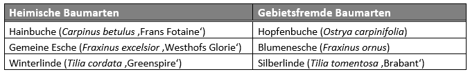 Tabelle der untersuchten heimischen und gebietsfremden Baumarten des TP5. Verglichen werden Hainbuch und Hopfenbuche, Gemeine Esche und Blumenesche, Winterlinde und Silberlinde.